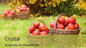  Presentation with bio - Beautiful presentation theme featuring red apples in the basket autumn harvest at the bio orchard backdrop and a yellow colored foreground
