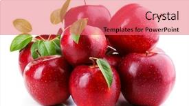  Presentation with red - Colorful slide set enhanced with red apples isolated on white backdrop and a coral colored foreground