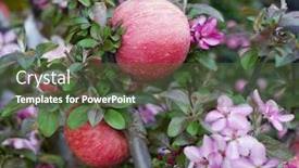  Presentation with red apple tree - Presentation design with red-apples-on-apple-tree background and a tawny brown colored foreground