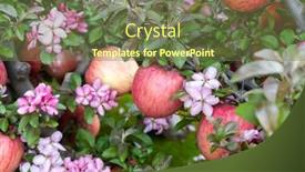  Presentation with red apple tree - Colorful presentation theme enhanced with red-apples-on-apple-tree backdrop and a tawny brown colored foreground