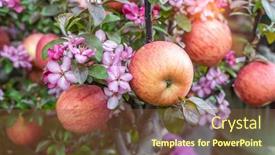  Presentation with red apple tree - Presentation theme featuring red-apples-on-apple-tree background and a tawny brown colored foreground