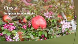  Presentation with red apple tree - Cool new slide set with red-apples-on-apple-tree backdrop and a coral colored foreground