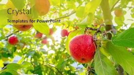  Presentation with red apple tree - Cool new PPT theme with red-apples-on-the-apple backdrop and a yellow colored foreground