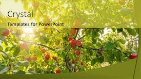  Presentation with red apple tree - Beautiful PPT theme featuring red-apples-on-the-apple backdrop and a yellow colored foreground