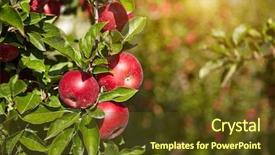  Presentation with orchard - Presentation theme having red apples on the trees in the orchard background and a tawny brown colored foreground