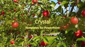  Presentation with orchard - Cool new PPT theme with red apples on the trees backdrop and a tawny brown colored foreground