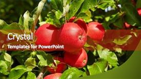  Presentation with red apple tree - Slide deck having red apples on the trees background and a crimson colored foreground