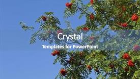  Presentation with berries - Audience pleasing theme consisting of red ashberry rowan berries on a tree backdrop and a teal colored foreground
