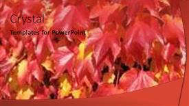  Presentation with autumn leaves - Slides consisting of red-autumn-grape-leaves background and a red colored foreground