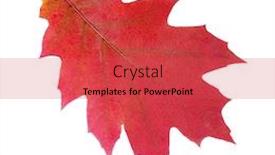  Presentation with oak - PPT theme enhanced with red autumn leaf isolated on a white background northern red oak background and a red colored foreground