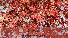 Presentation with swamp - Cool new slides with red autumn leaves of pin oak known as swamp spanish oak growing in south australia backdrop and a red colored foreground