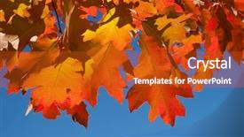  Presentation with autumn blue - Colorful presentation theme enhanced with red autumn leaves on blue sky background backdrop and a crimson colored foreground