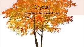  Presentation with map of brazil in red - PPT theme having red autumn maple tree isolated background and a gold colored foreground