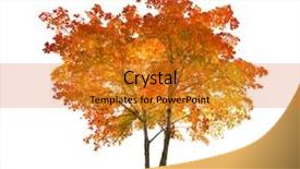  Presentation with map of brazil in red - Amazing presentation theme having red autumn maple tree isolated backdrop and a gold colored foreground