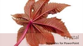  Presentation with tropical - PPT theme featuring red autumn tropical leaf summer ricinus castor oil background and a red colored foreground