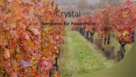  Presentation with czech republic - Slide set having red-autumn-vineyard-southern-moravia background and a coral colored foreground