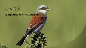  Presentation with natural - Presentation theme enhanced with red-backed-shrike-lanius-collurio background and a gold colored foreground