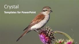  Presentation with natural - Presentation theme with red-backed-shrike-lanius-collurio background and a gray colored foreground