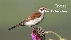  Presentation with natural - Colorful slides enhanced with red-backed-shrike-lanius-collurio backdrop and a gray colored foreground