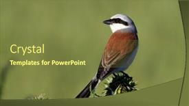  Presentation with natural - Theme featuring red-backed-shrike-lanius-collurio background and a tawny brown colored foreground