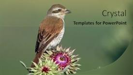  Presentation with natural - PPT layouts consisting of red-backed-shrike-lanius-collurio background and a seafoam green colored foreground