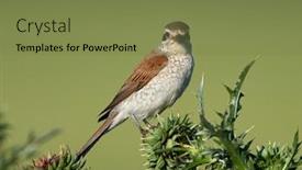  Presentation with natural - PPT theme enhanced with red-backed-shrike-lanius-collurio background and a tawny brown colored foreground