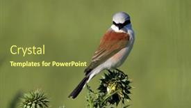  Presentation with natural - Slides with red-backed-shrike-lanius-collurio background and a tawny brown colored foreground