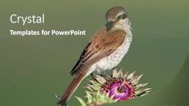  Presentation with natural - Colorful presentation design enhanced with red-backed-shrike-lanius-collurio backdrop and a violet colored foreground