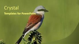  Presentation with natural - Colorful slide set enhanced with red-backed-shrike-lanius-collurio backdrop and a tawny brown colored foreground