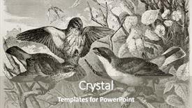  Presentation with old - PPT layouts having red backed shrike old illustration background and a  colored foreground