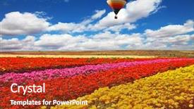  Presentation with lilac flowers bunch over wood - PPT layouts consisting of red balloons - big balloon flies over field background and a crimson colored foreground