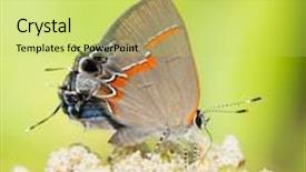  Presentation with red - Presentation theme featuring red-banded-hairstreak-feeding background and a yellow colored foreground