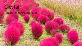  Presentation with red hibiscus rosa sinensis flower - Audience pleasing slide deck consisting of red bassia scoparia and cosmo backdrop and a  colored foreground