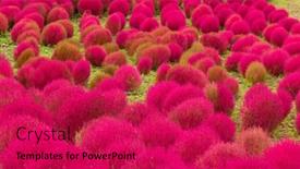  Presentation with garden - Slide set featuring red-bassia-scoparia-garden background and a crimson colored foreground