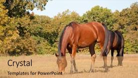  Presentation with arabian nights - Slides featuring red bay arabian horse grazing background and a yellow colored foreground