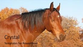  Presentation with horse - Presentation enhanced with red bay arabian horse taking background and a red colored foreground