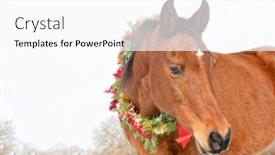  Presentation with christmas red - Theme featuring red-bay-horse-wearing background and a pink colored foreground