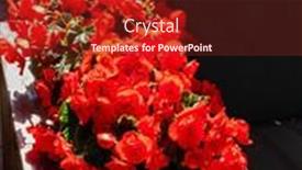  Presentation with biodegradable pot - Slide set enhanced with red-begonia-in-the-pot background and a tawny brown colored foreground