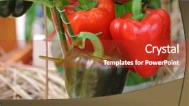  Presentation with farm - Cool new slides with red bell peppers growing backdrop and a crimson colored foreground