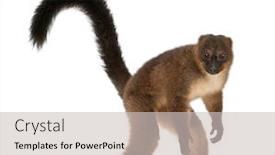  Presentation with lemur - Cool new PPT layouts with red-bellied-lemu-eulemur-rubriventer backdrop and a light gray colored foreground