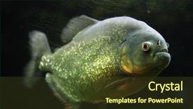  Presentation with wildlife - PPT theme with red-bellied piranha pygocentrus nattereri also known as the red piranha wildlife animal background and a tawny brown colored foreground