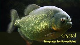  Presentation with wildlife - Presentation theme featuring negro - red-bellied piranha pygocentrus nattereri also background and a tawny brown colored foreground