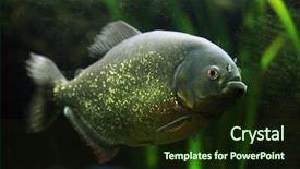  Presentation with wildlife - Presentation with negro - red-bellied piranha pygocentrus nattereri also background and a tawny brown colored foreground