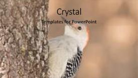  Presentation with oak tree - Slides having red-bellied woodpeker female clinging onto the side of an oak tree background and a coral colored foreground