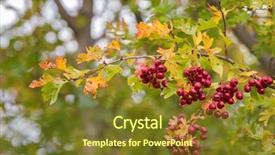  Presentation with australia - Audience pleasing PPT theme consisting of red berries also call backdrop and a tawny brown colored foreground