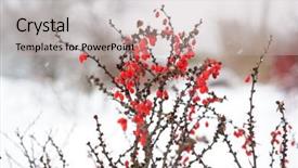  Presentation with barberry - Colorful slide deck enhanced with red berries at barberry bush backdrop and a  colored foreground