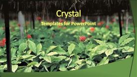  Presentation with ginseng - Presentation design consisting of red berries ginseng field background and a wine colored foreground