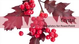  Presentation with holly - Presentation theme featuring red berries holly with oak leaves isolated on white background and a red colored foreground