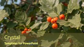  Presentation with berries - PPT theme consisting of red-berries-in-autumn-garden background and a tawny brown colored foreground