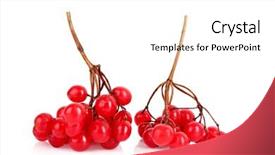  Presentation with berries - Colorful theme enhanced with red berries of viburnum isolate on white backdrop and a white colored foreground